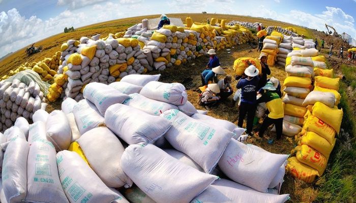 Có nên sử dụng dịch vụ xuất khẩu gạo tại Reconnect International hay không?
